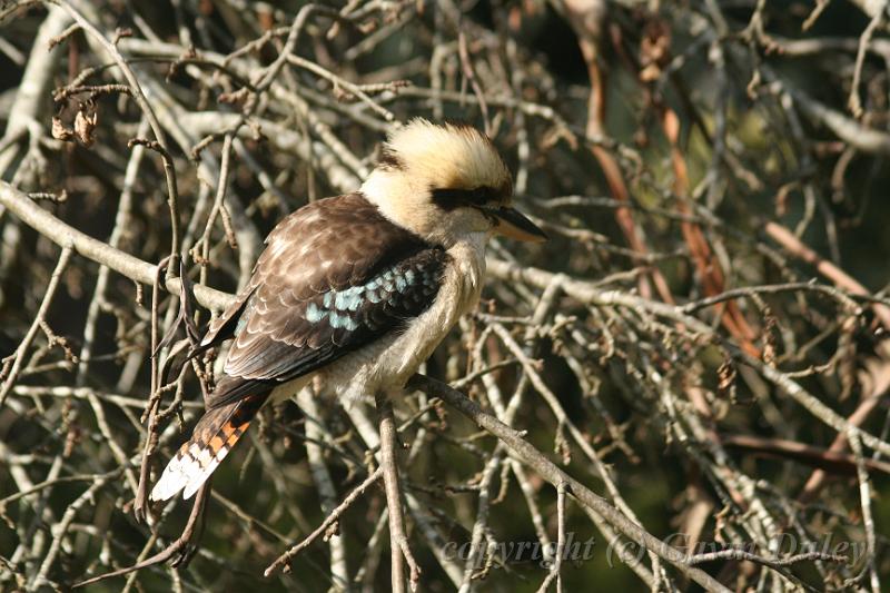 Kookaburra, Tindale Gardens IMG_6941.JPG